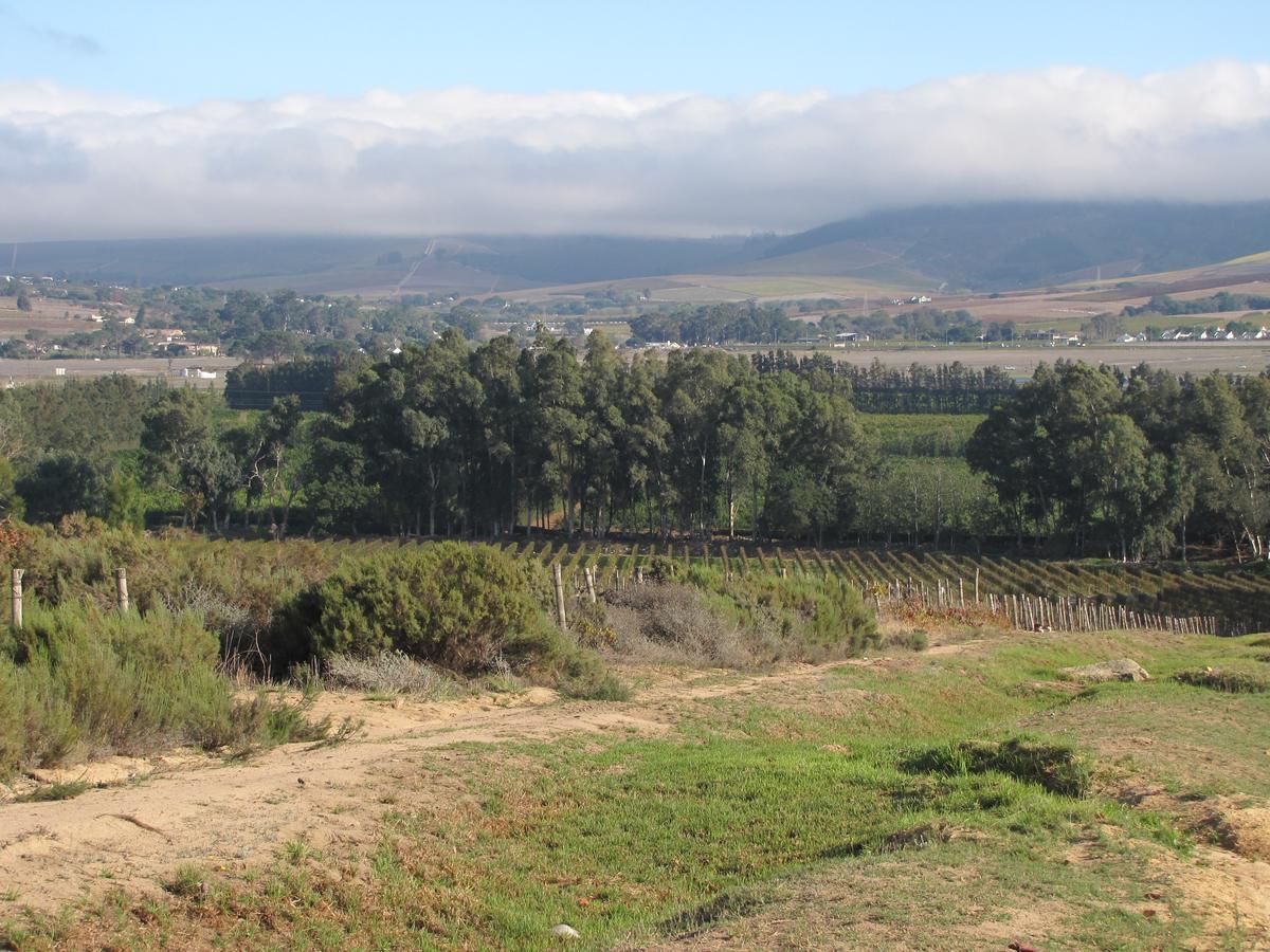 Induku * Stellenbosch